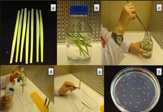 Şekil 3.3. Anter kültüründe sterilizasyon aşamaları ve anterlerin kültüre alınması a) Başakların  yapraklarından temizlenmesi b-c-d) Sterilizasyon aşamaları e-f) Kültüre alma işlemi 