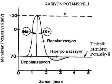 Şekil 2.3  Aksiyon Potansiyeli (Cerrah ve ark. 2009) 
