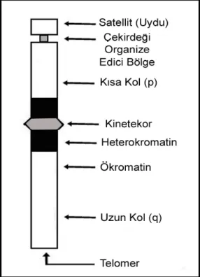 Şekil 2.2. Bantlanmış bir kromozomda p ve q kollarında bulunan yapılar (Pergament ve Fiddler, 1998)