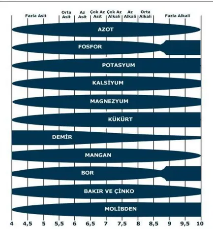 Şekil 2.1. Toprak pH’sı ile bitki besin elementlerinin elverişliliği arasındaki ilişki (Westwood, 1993) 