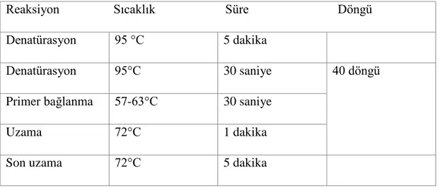 Tablo 3.4. Gradient PZR çalışması uygulanan amplifikasyon koşulları  Reaksiyon                 Sıcaklık                      Süre                            Döngü 