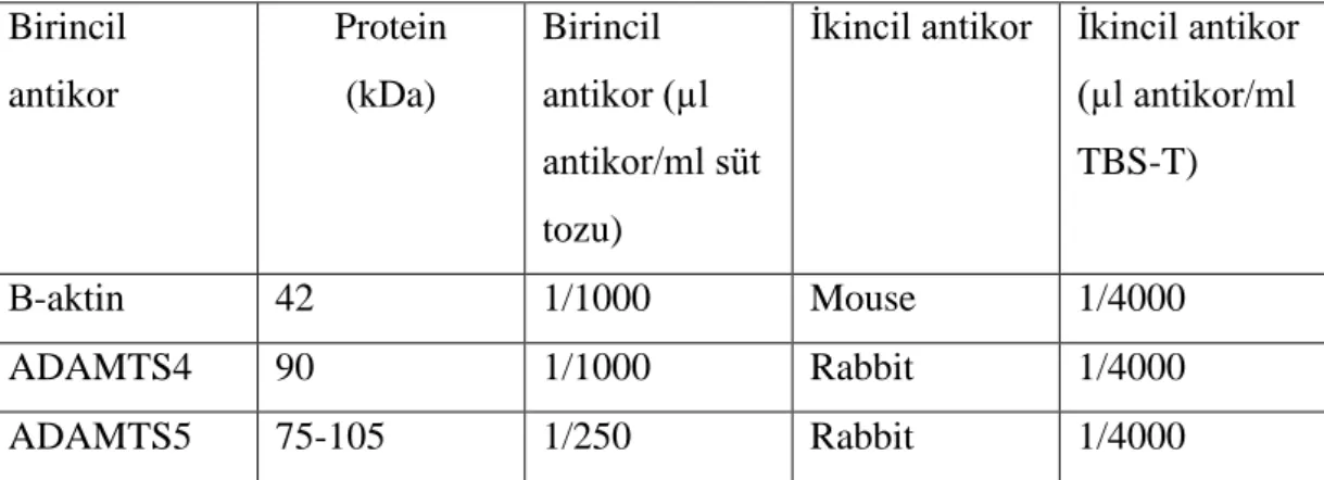 Tablo 3.9. Kullanılan antikorlara ait bilgiler ve optimize edilmiş dilüsyon koşulları  Birincil  antikor  Protein (kDa)  Birincil  antikor (µl  antikor/ml süt  tozu) 
