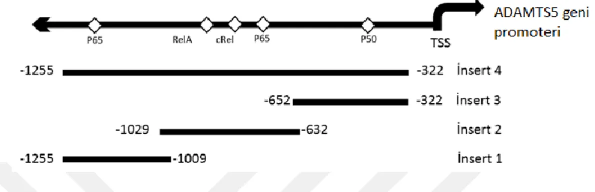 Şekil  3.1.  En  üstte,  ADAMTS5  geni  promoterinin,  TF  bağlanma  bölgesi  tahmin  programıyla  analizi  sonucu  bulunan  NFĸB  bağlanma  bölgeleri  şematik  olarak  gösterilmiştir