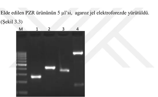 Şekil 3.3. ADAMS5 geni promotor bölgelerine spesifik primerler ile elde edilen PZR  ürünleri %2 agaroz jel elektroforez görüntüsü