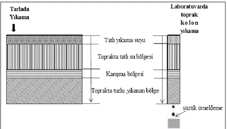 Şekil 2.3. Tuzlu toprakların tarla ve laboratuvar yıkanmasında kullanılan   yaklaşım (Kırda, 2002) 