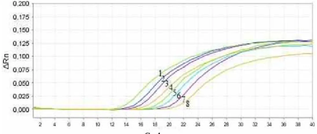 Figure 1. Amplification plot of K. pneumoniae DNA dilutions. 1: 1X, 2: 1:2X, 3: 1:4X, 4: 1:8X, 5: 1:16X, 6:  1:32X, 7: 1:64X, 8: 1:128X