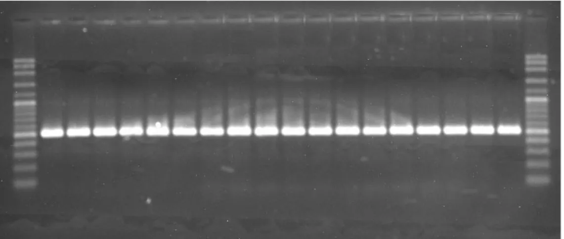 Figure 3 PCR gel image showing amplification of 16S rRNA in water samples 