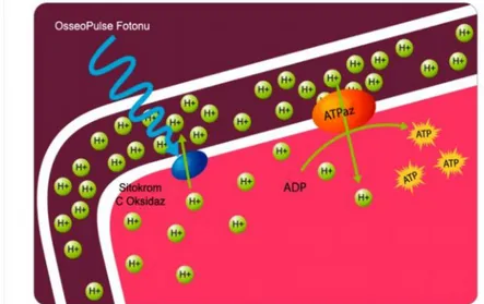 Şekil 1.1. Fotonun SCO tarafından absorbe edilmesiyle oluşan hücre içi artan proton (H+) pompası ve ATP üretimi (Bioluxresearch 2012).