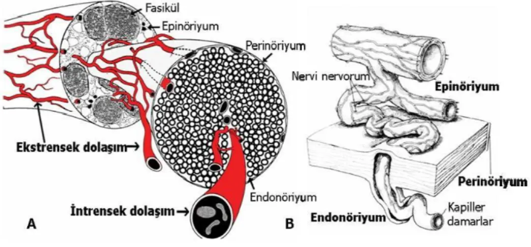 Şekil 6 : Periferik sinirlerin mikrovasküler dolaşımı. A: genel dolaşım şeması,  B: intrensek-ekstrensek bağlantı şeması (28)