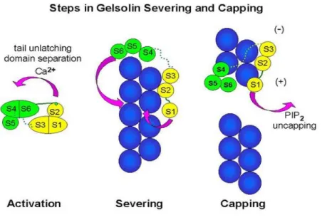Şekil 10. Gelsolinin etki mekanizmaları 