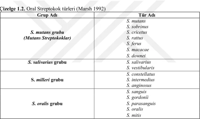 Çizelge 1.2. Oral Streptokok türleri (Marsh 1992) 