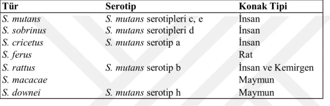 Çizelge 1.3.  Mutans  streptokokların  sınıflandırılması  (Lindquist  ve  Emilson  1990,  Marsh  ve  Martin 1992) 
