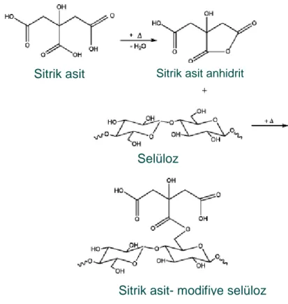 Şekil 3.1. Kabukların sitrik asit ile modifikasyonu için ileri sürülen reaksiyon (Marshall, 2006) 