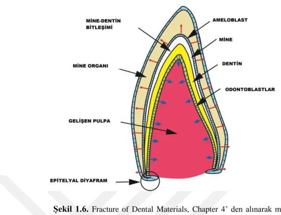 Şekil  1.6.  Fracture  of  Dental  Materials,  Chapter  4’  den  alınarak  modifiye  edilmiştir