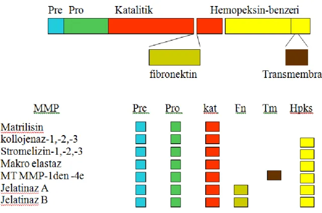Şekil 1.7. Matriks metalloproteinaz ailesinin gen bölgelerinin yapıları (Görüroğlu Öztürk 2013)