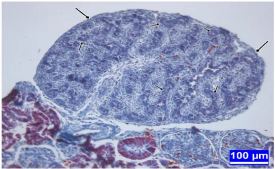 Şekil  3.2.  İnkübasyonun  on  üçüncü  gününde  kontrol  grubundan  bir  embriyoya ait testis dokusu kesiti