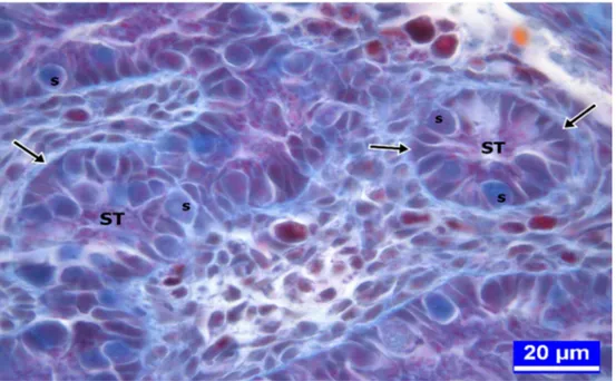 Şekil  3.16.  Kuluçkadan  çıkışın  ilk  gününde  kontrol  gruplarından  çözücü- çözücü-kontrol grubuna ait bir civcivin testis dokusu kesiti