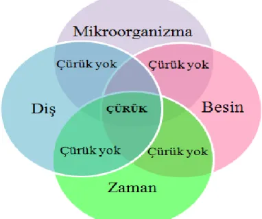 Şekil 1.1. Çürük oluĢum modeli 