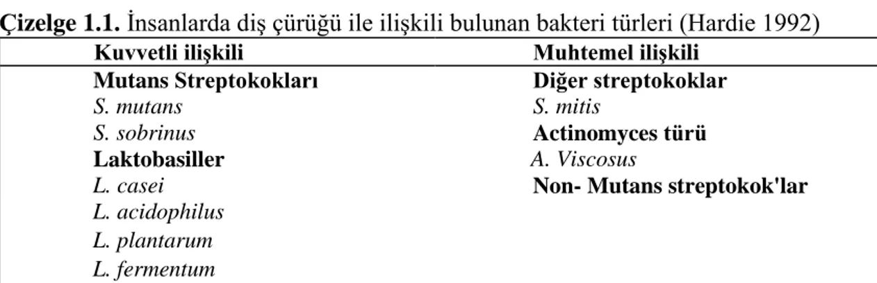 Çizelge 1.1. Ġnsanlarda diĢ çürüğü ile iliĢkili bulunan bakteri türleri (Hardie 1992)  Kuvvetli ilişkili  Muhtemel ilişkili 