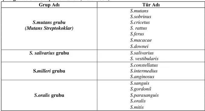 Çizelge 1.2. Oral Streptokok türleri (Marsh 1992) 