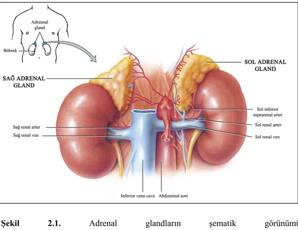 Şekil  2.1.  Adrenal  glandların  şematik  görünümü 