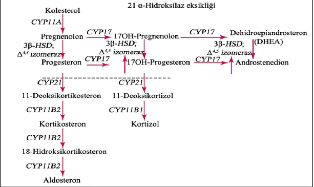 Şekil  2.14.  11β-hidroksilaz  eksikliğindeki  kortizol  üretim  defekti  (Burtis  ve  ark,  2012)
