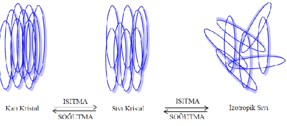ġekil 1.2.2. Sıvı Kristal Genel Gösterimi 