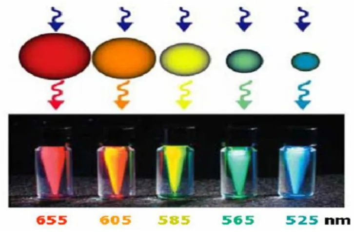 Şekil 2.4. Çeşitli boyutlardaki  kadmiyumselenür (CdSe) kuantum nanokristallerinin mor ötesi ışın  altındaki görüntüsü (Cenger, 2006) 