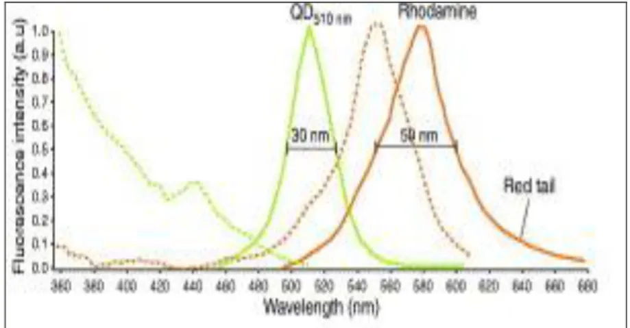 Şekil 2.7.  Kuantum nanoparçacığın fluoresansının rhodamine ile kıyaslanması (Santra ve Malhotra,  2011).