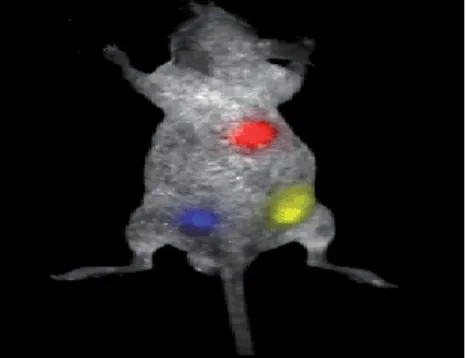 Şekil  2.12:  Kuantum  nanokristaller  ile  faredeki  kanserli  hücrelerin  tespiti  (Dehong  H
