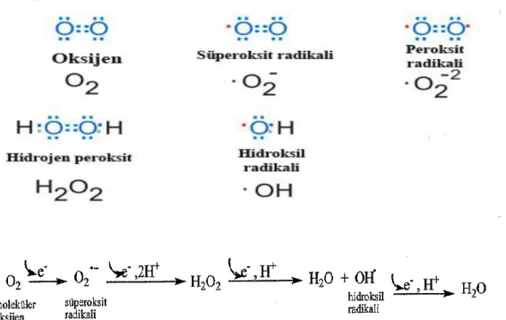 Şekil 2.1. Serbest oksijen radikalleri ve oluşumları 