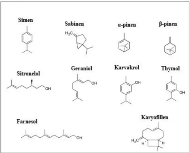 Şekil 2.7. Uçucu yağların bileşiminde bulunan temel terpenler 
