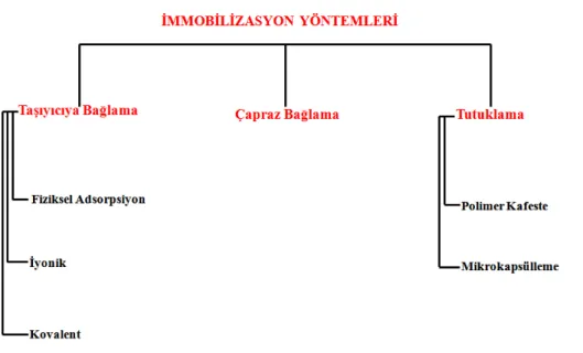 Şekil 1.5.İmmobilizasyon yöntemleri  