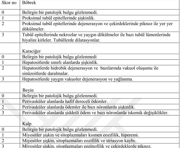 Tablo  3.  Bulguların  skorlamasında  kullanılan  kriterler  Histopatolojik  değerlendirme  için skorlama tablosu 