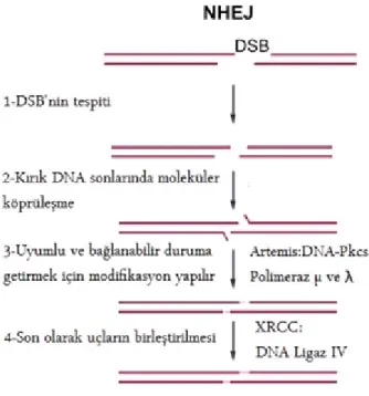 Şekil 5. Genomik yeniden düzenlenme mekanizması. NHEJ (Homolog olmayan kromozomların  uçlarının birleşimi, Non-Homolog End-Joining)
