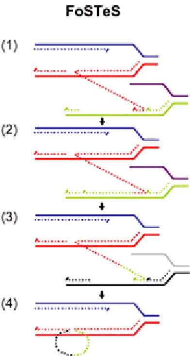 Şekil 6. Genomik yeniden düzenlenme mekanizması. FosTes (Replikasyon çatalının arızalanması  ve kalıbın ayrılması,  Fork Stalling and Template Switching)