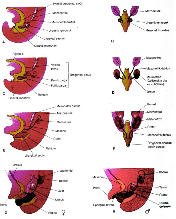 Şekil 2. Kloaka’nın ürogenital sinüs ve rektuma bölünmesi izlenmektedir; mezonefrik  duktusların  absorbsiyonu;  mesane,  üretra  ve  urakus  gelişimi  ve  üreterlerin  lokalizasyonlarındaki değişiklikler gösterilmiştir