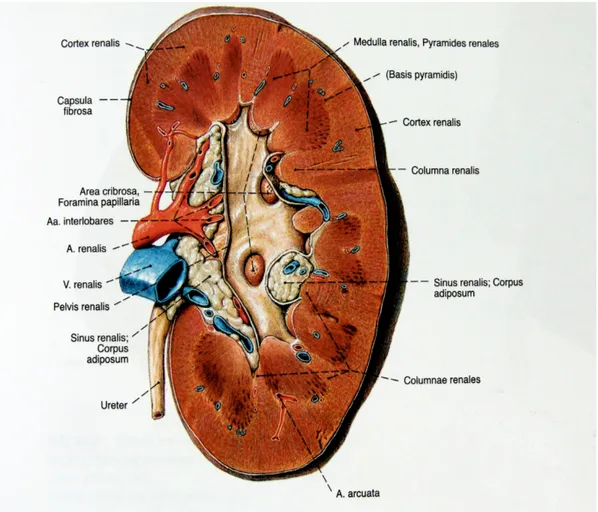 Şekil 3. Böbreğin anatomisi ( İnsan Anatomisi Atlası, K. Arıncı, 2001 ) 