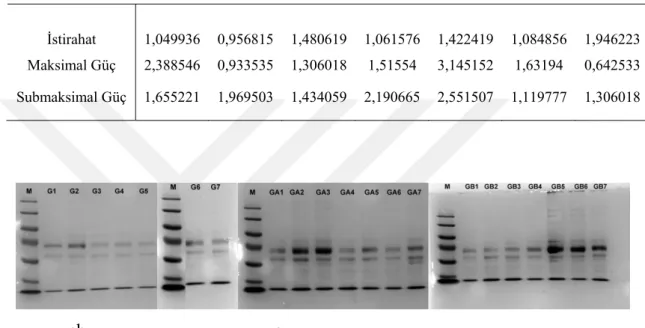 Tablo 3.3. Güreş grubu protein konsantrasyonu (Bradford). 