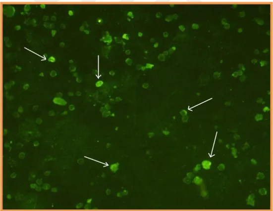 ġekil  3.3a.  Seropozitif  bir  hayvanda  A.  phagocytophilum'a  spesifik  antikorların  varlığına  iĢaret  eden  pozitif  reaksiyonun  fluoresan  mikroskop  altındaki  görünümü  (40X)