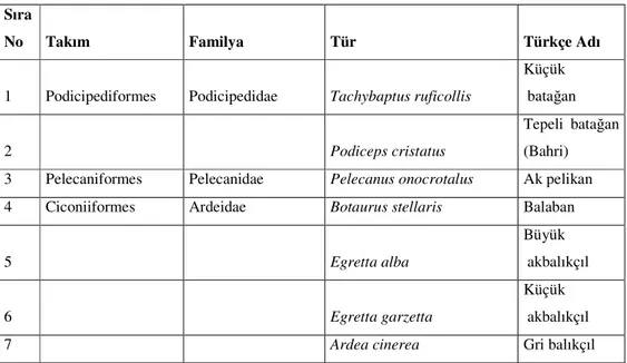 Tablo 4.1. Akgöl’de görülen kuş türleri  