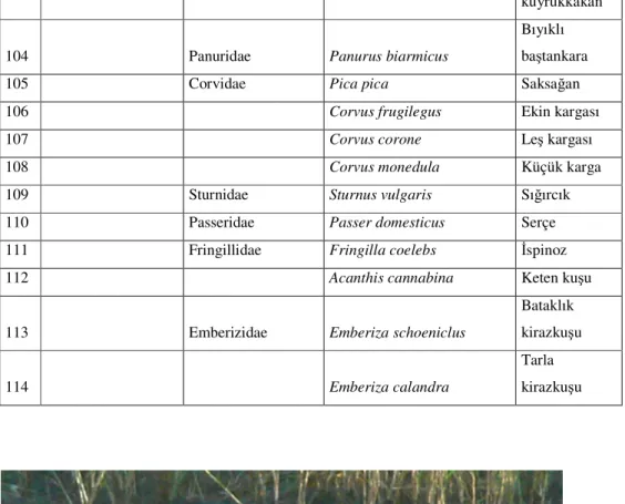 Şekil 4.1. Üreme döneminde erkek Tadorna tadorna (Suna)    