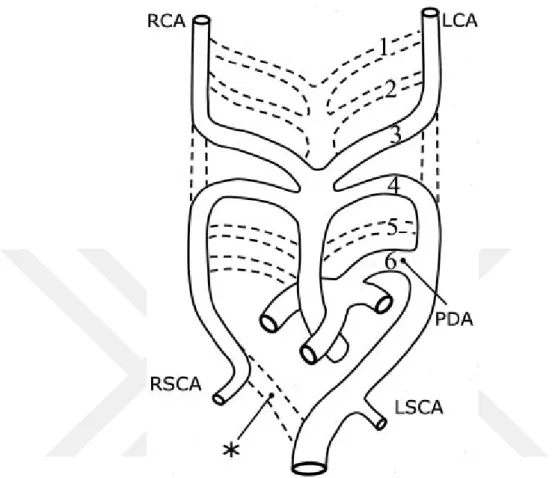 Şekil 1. Embriyonik Aortik Ark Sistemi (İçe Kıvrılmış Bölümler Kesikli Çizgilerle  Gösterilmiştir).RCA: Sağ Karotis Arter, LCA: Sol Karotis Arter, RSCA: Sağ 
