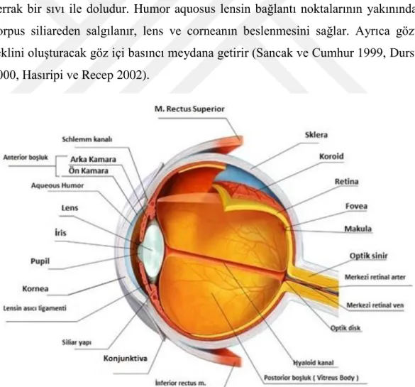 Şekil 1.3: Göz anatomisi (Slatter’s Fundamentals of Veterınary Ophthalmology, Edition 4, 2008) 