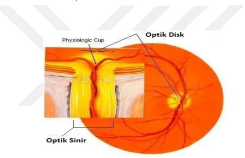 Şekil 1.10: Optik Disk ve Optik Sinir  (Diagnostic Atlas of Veterinary Ophthalmology, 2006)
