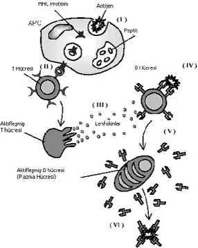 Şekil 4.5. Bağışıklık sisteminin basit aktivasyon mekanizması 
