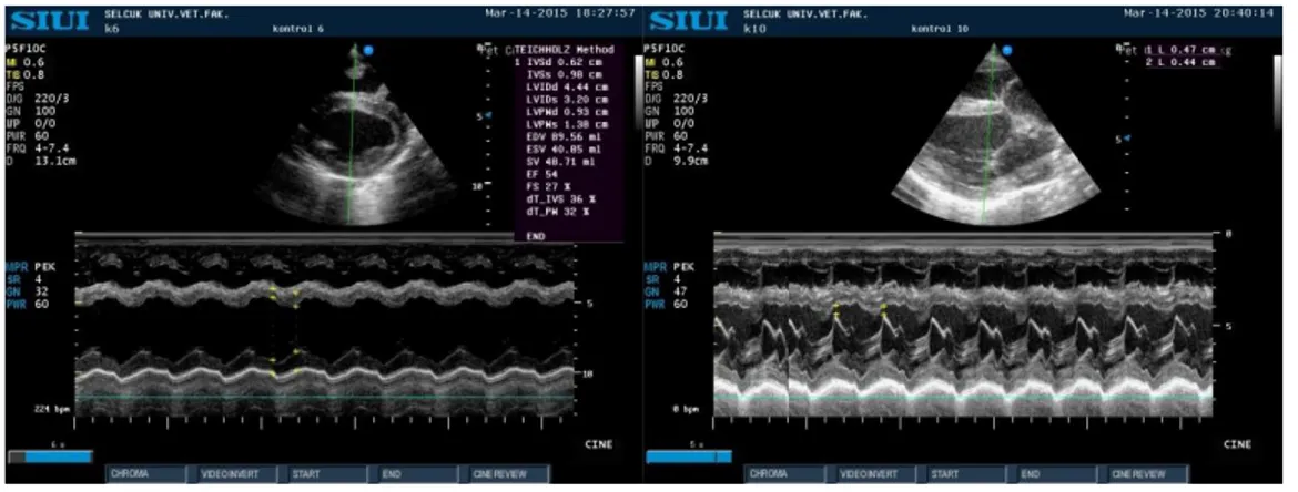 Şekil 3.11. Kontrol grubu bir buzağıda M-mode ile sistolik fonksiyonları (sol) ve  EPSS (sağ) ölçümleri 