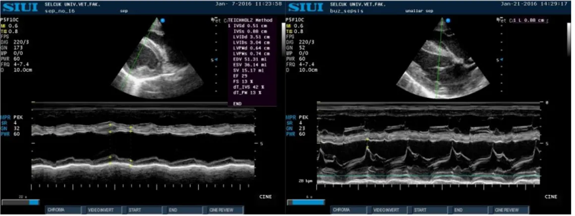 Şekil  3.13.  Şiddetli  sepsisli  bir  buzağıda  M-mode  ile  sol  ventrikül  sistolik  fonksiyonları (sol) ve aortik kapak sistolik zaman intervallerin (sağ) ölçümleri