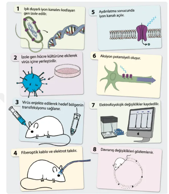 Şekil 1.5. Optogenetik uygulama aşamaları (Alp ve ark., 2014). 