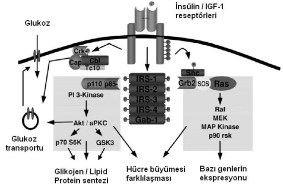 Şekil 1.2. İnsülinin moleküler etki mekanizmasının şematik görünümü (Kahn  2003’den değiştirilerek alınmıştır)